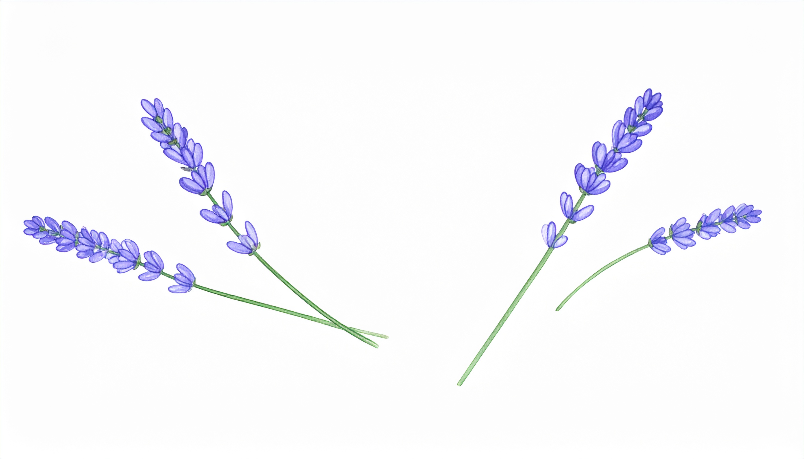 韓国風の花のシンプルな背景イラスト